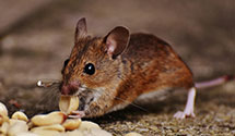 24 Hour & Emergency Exterminators in Pisgah, AR